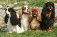 /album/galeria-de-fotos/cavalier-king-charles-spaniel-1-jpg1/